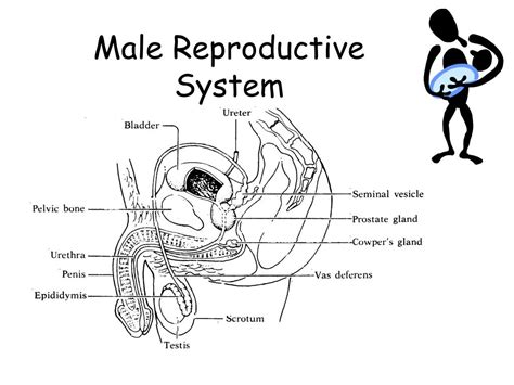 The Extraordinary Functions of the Male Reproductive Organ